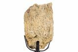 Fossil Triceratops Limb Section w/ Metal Stand - South Dakota #340076-1